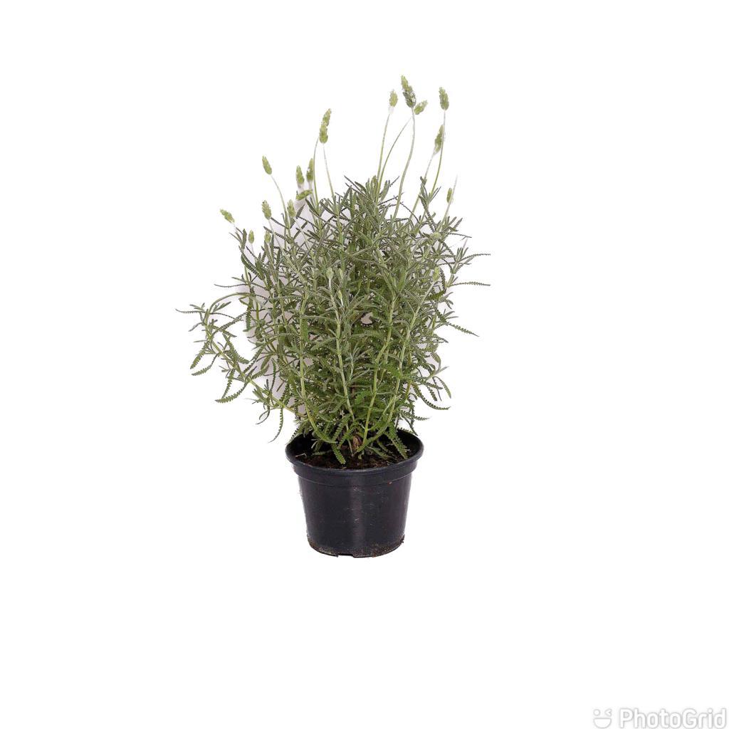Lavanda Pt15