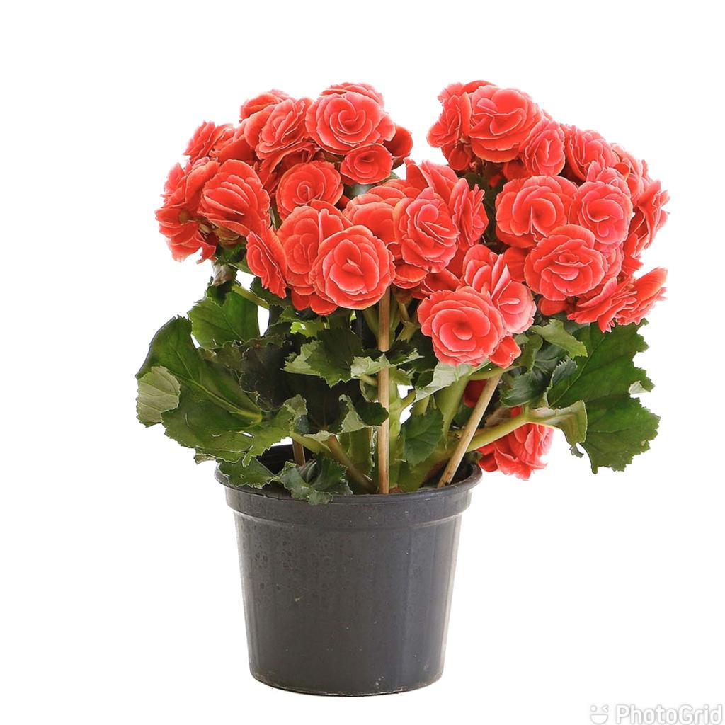 Begonia MDPT11 - cores sortidas