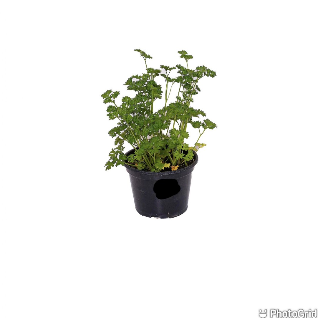 Salsa Crespa Pt15