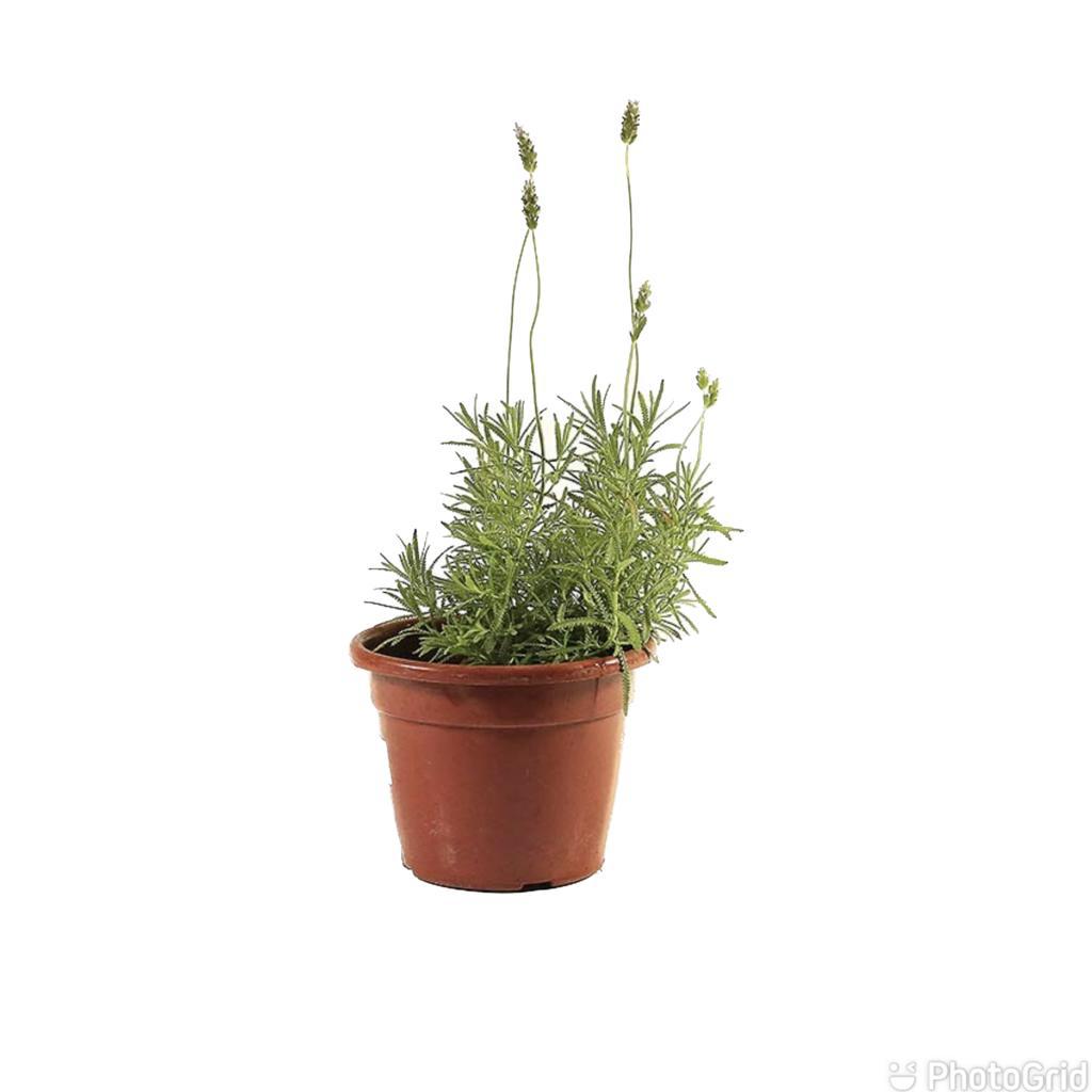 Lavanda PT24