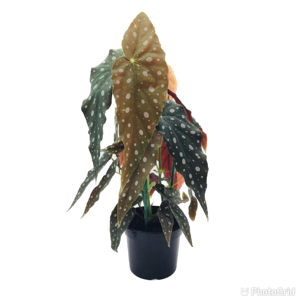 BEGONIA MACULATA PT15 (enviamos para todo Brasil)