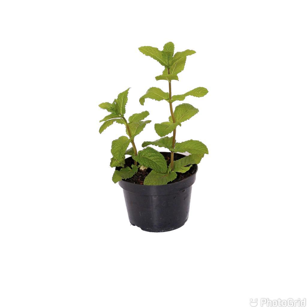 HORTELA PT15